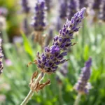 גלה את 3 הטעויות הנפוצות שגורמות לצמח הלבנדר להתייבש בעונה זו וכיצד למנוע זאת כדי לשמור על פריחה ובריאות הצמח.