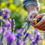 למדו איך לגזום לבנדר נכון באביב כדי לעודד פריחה משופרת פי שניים ולקבל גינת פרחים יפה ובריאה.