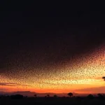 גלה את הסיפור המסתורי מאחורי התמוטטות להקת הציפורים במקסיקו והשמיים שהפכו לחשוכים בעקבותיה.