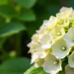 גלה מדוע ההידרנג’ה שלך לא פורחת ומה הטעות הנפוצה שרוב האנשים עושים באביב כדי להבטיח פריחה מלאה ובריאה.