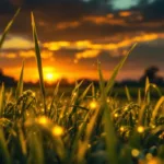 גלה את הסיבה שמאחורי הזמזום המסתורי של צמחי אורז בשדות בהודו לאחר שקיעה, והשפעותיו על הסביבה והחקלאות המקומית.
