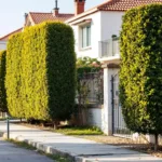 התרעה: חובת גיזום לשיחים הגבוהים מדי בחודש דצמבר. קנס יוטל על מי שלא יעמוד בתקנות החיקוי.